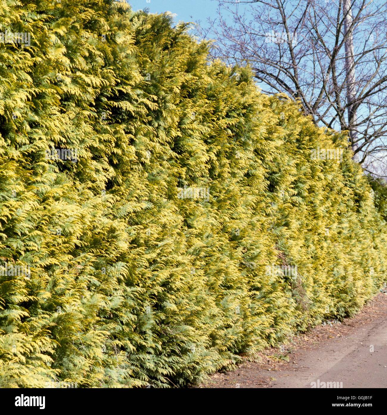 Hedge - of Chamaecyparis lawsoniana `Stardust'   HED008625 Stock Photo